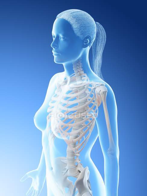 Abstrato ossos do tórax feminino, ilustração computacional . — Fotografia de Stock