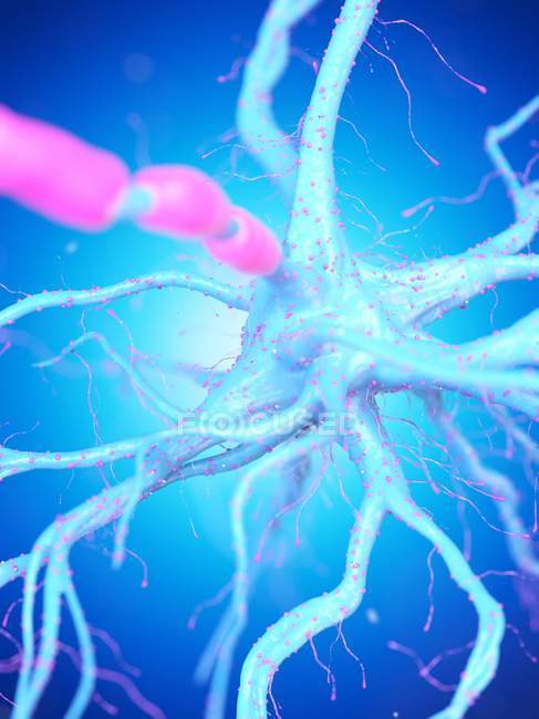 Célula nerviosa con axón de color rosa sobre fondo azul, ilustración digital
. - foto de stock