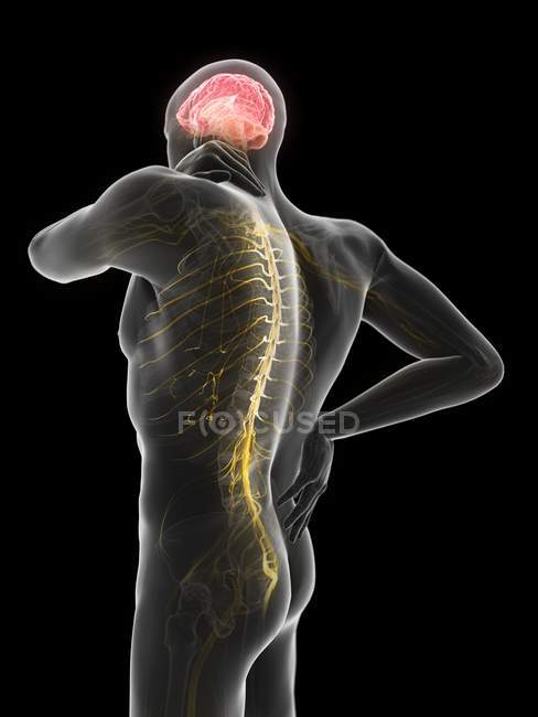 Silhouette of male body with back pain, digital illustration. — Stock Photo