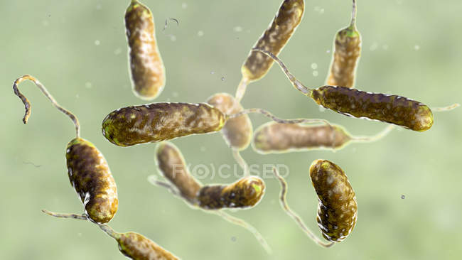 Vibrio vulnificus бактерии найдены в морской воде, цветные компьютерные иллюстрации
. — стоковое фото