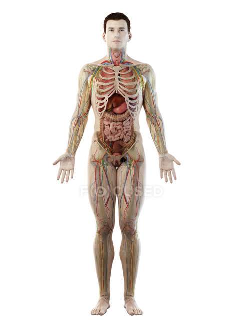 Human body model showing male anatomy and blood vessels, digital illustration. — Stock Photo