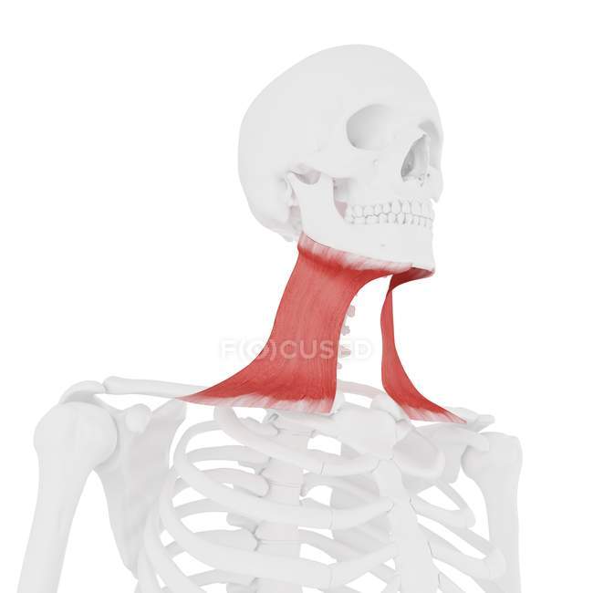 Scheletro umano con dettagliato muscolo Platysma rosso, illustrazione digitale . — Foto stock