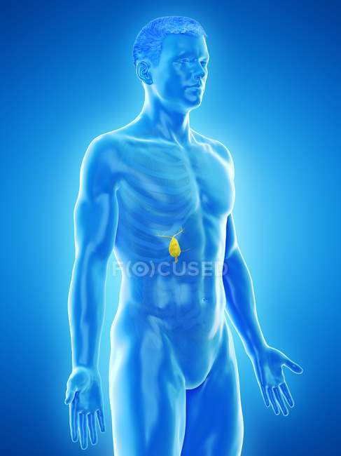 Visibile cistifellea nel modello 3d corpo maschile, illustrazione del computer . — Foto stock