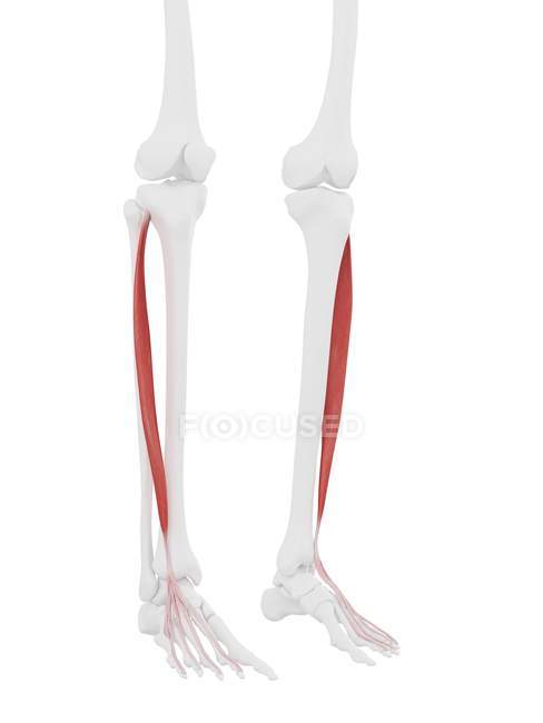 Часть скелета человека с подробным красным Extensor digitorum длинной мышцы, цифровая иллюстрация
. — стоковое фото
