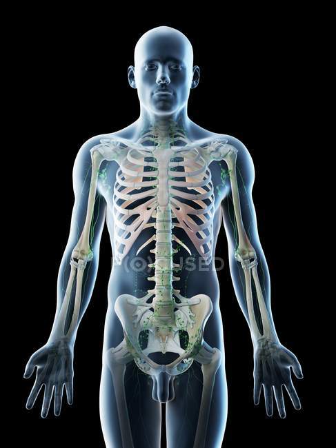 Абстрактуйте чоловіче тіло з видимим скелетом і лімфатичною системою, комп 