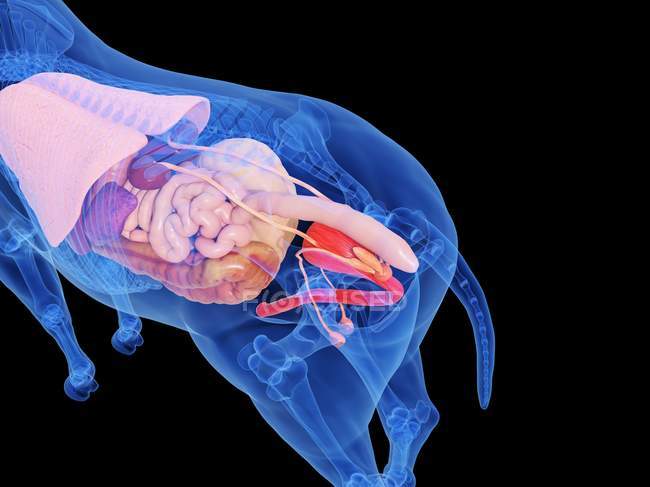 Anatomía del caballo con órganos internos visibles, ilustración por ordenador . - foto de stock