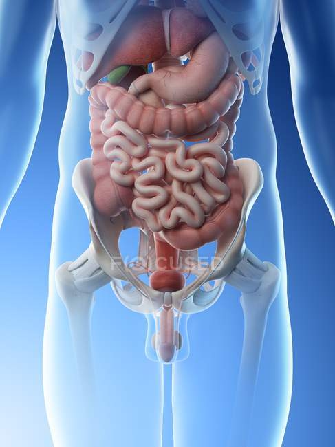 Órganos abdominales masculinos, sección media, ilustración digital . - foto de stock