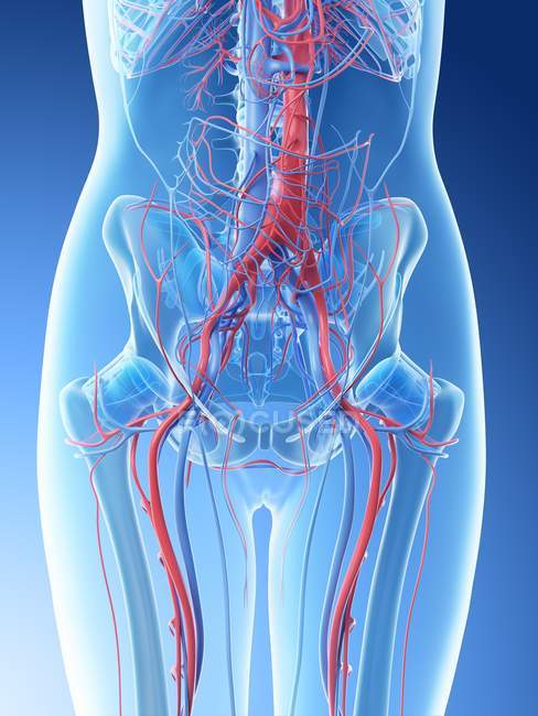 Système vasculaire abdominal féminin, illustration par ordinateur
. — Photo de stock