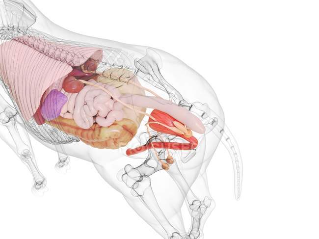 Anatomía del caballo con órganos internos visibles sobre fondo blanco, ilustración por ordenador
. - foto de stock