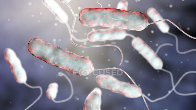 Цифровая иллюстрация бактерии Legionella pneumophila, причина болезни легионеров
. — стоковое фото