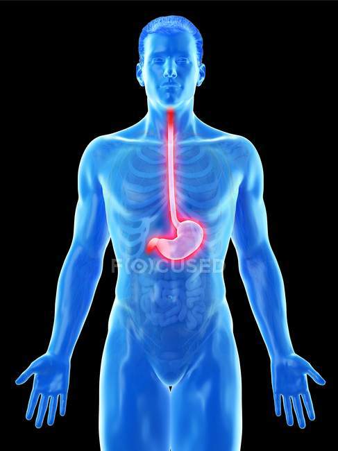 Anatomie de l'estomac dans le corps masculin abstrait, illustration par ordinateur . — Photo de stock