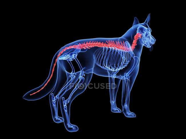 Silhouette pour chien avec colonne vertébrale de couleur rouge sur fond noir, illustration numérique . — Photo de stock