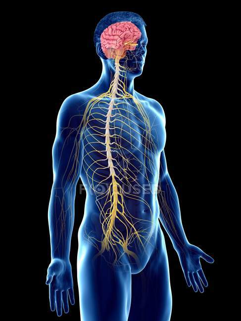 Anatomia maschile che mostra cervello e sistema nervoso, illustrazione al computer . — Foto stock