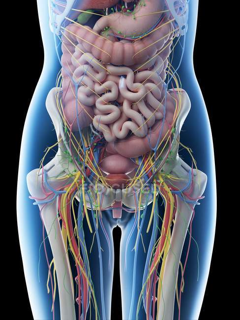 Female abdominal anatomy and internal organs, computer illustration. — Stock Photo