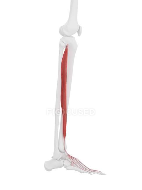 Menschliches Skelettstück mit detailliertem rotem Streckmuskel digitorum longus, digitale Illustration. — Stockfoto