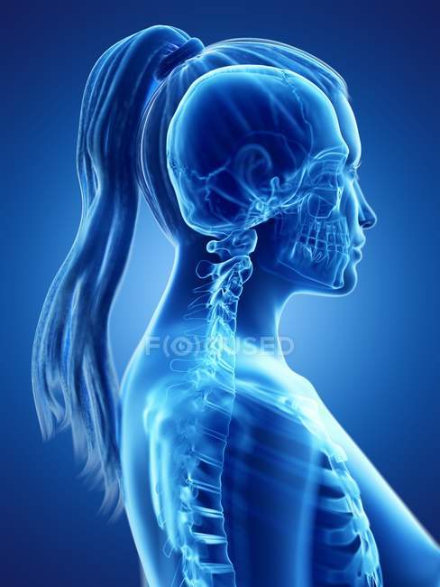 Female head and neck anatomy and skeletal system, computer illustration. — Stock Photo