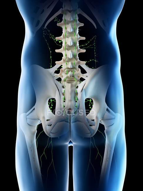 Lymph nodes of male pelvis, computer illustration. — Stock Photo