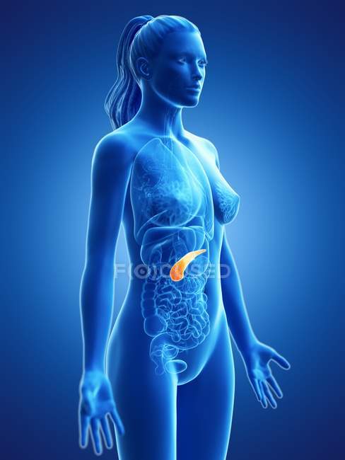 Páncreas en el cuerpo femenino, ilustración anatómica . - foto de stock