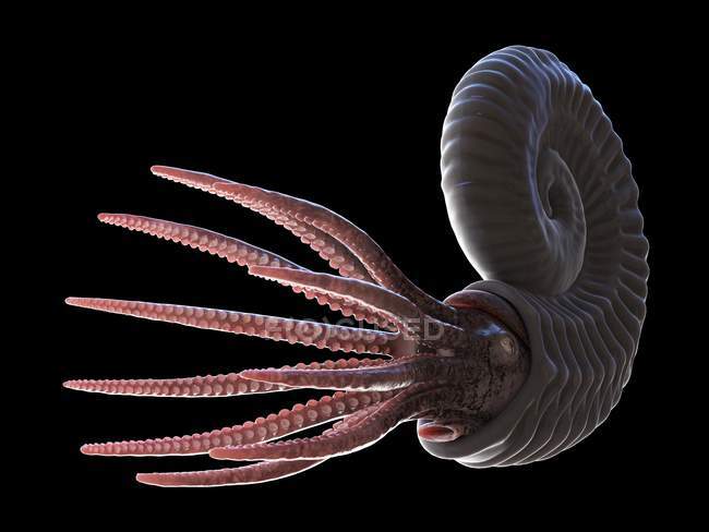 Antiguo animal de amonita sobre fondo negro, ilustración por ordenador . - foto de stock