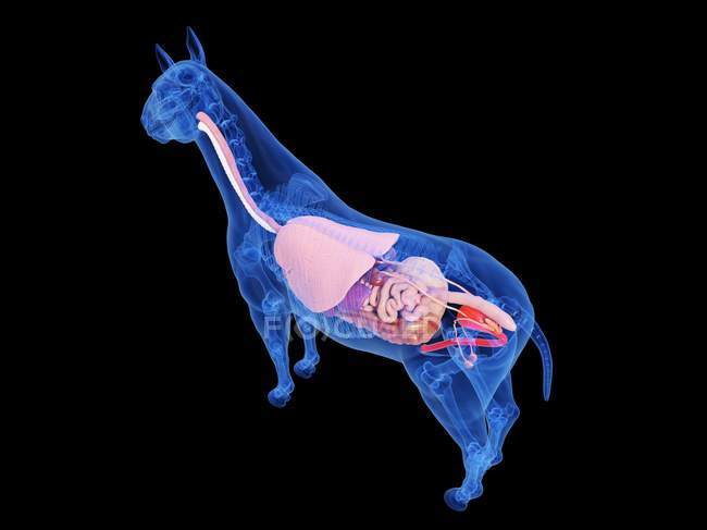 Pferdeanatomie mit sichtbaren inneren Organen, Computerillustration. — Stockfoto