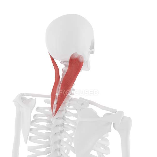 Scheletro umano con dettagliato muscolo rosso Splenius capitis, illustrazione digitale . — Foto stock