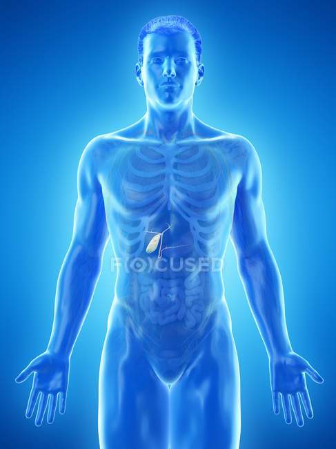 Vésicule biliaire visible dans le corps masculin modèle 3d, illustration par ordinateur . — Photo de stock