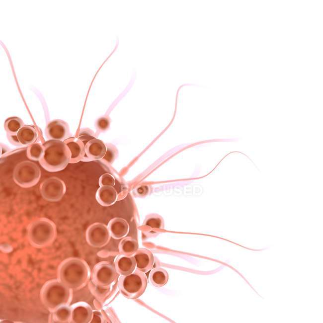 Fertilización de óvulos con espermatozoides, ilustración digital . - foto de stock