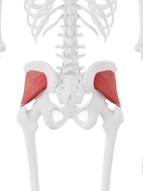Scheletro umano con dettagliato muscolo rosso del gluteo minimo, illustrazione digitale . — Foto stock