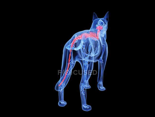 Silueta para perros con lomo de color rojo sobre fondo negro, ilustración digital . - foto de stock