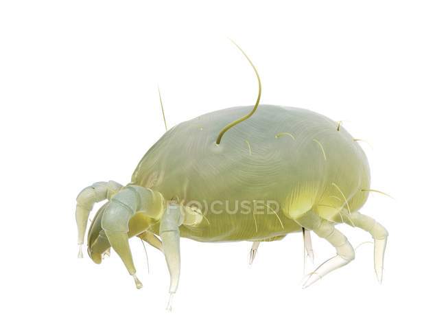 Ácaro parasita poeira no fundo branco, ilustração digital . — Fotografia de Stock