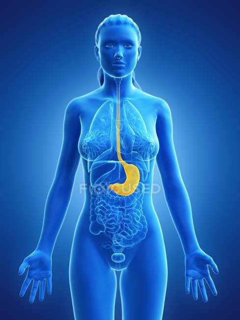 Abstrakter weiblicher Körper 3D-Modell zur Demonstration des Magens in der menschlichen Anatomie, digitale Illustration. — Stockfoto