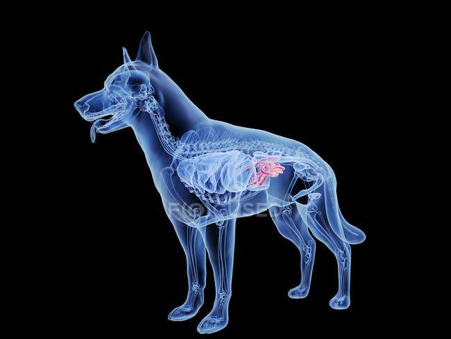 Dog silhouette with red colored small intestine on black background, digital illustration. — Stock Photo
