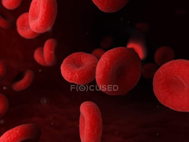 Eritrocitos glóbulos rojos en los vasos sanguíneos humanos, ilustración digital . - foto de stock