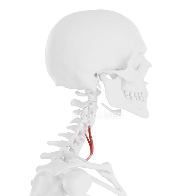 Человеческий скелет с красным цветом Скален передней мышцы, цифровая иллюстрация
. — стоковое фото