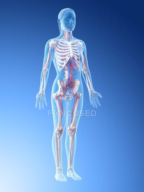 Weibliche Anatomie mit Gefäßsystem, digitale Illustration. — Stockfoto