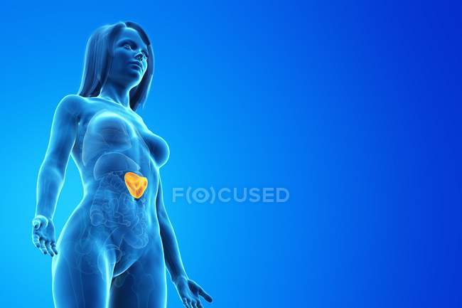 Transparent female body silhouette with yellow colored spleen, digital illustration. — Stock Photo