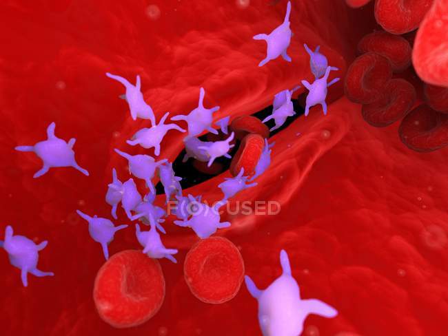 Plaquetas activas en sangre humana con eritrocitos y leucocitos, ilustración por ordenador
. - foto de stock