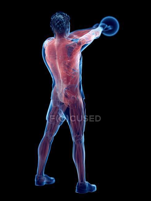 Musculature of man doing kettlebell workout, conceptual digital illustration. — Stock Photo