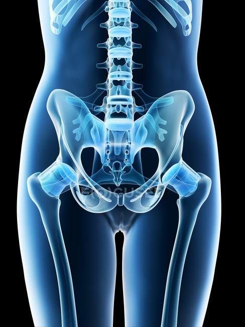 Жіноча анатомія тазу та скелетна система, комп'ютерна ілюстрація . — стокове фото