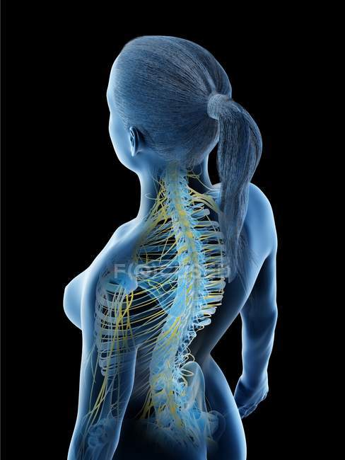 Système nerveux féminin en silhouette corporelle abstraite, illustration par ordinateur . — Photo de stock