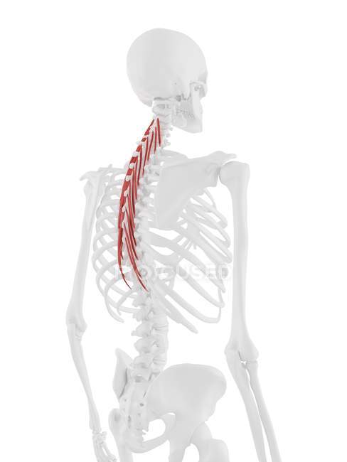Menschliches Skelett mit rot gefärbtem Brustmuskel Semispinalis, digitale Illustration. — Stockfoto