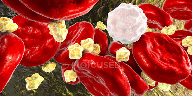 Цифровая иллюстрация шаров липидов холестерина в кровеносных сосудах
. — стоковое фото