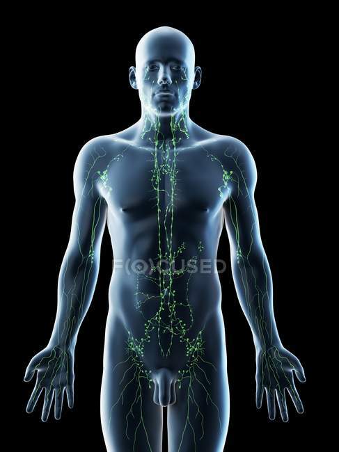 Anatomisches männliches Modell mit Lymphsystem, digitale Illustration. — Stockfoto