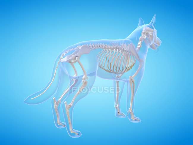 Silueta para perros con esqueleto visible sobre fondo azul, ilustración digital
. — Stock Photo