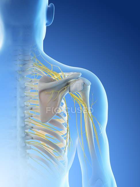 Anatomia de nervos de ombro em silhueta de corpo masculino, ilustração de computador
. — Fotografia de Stock