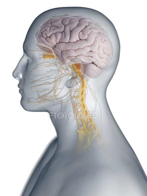 Silhouette maschile astratta con cervello visibile e nervi del sistema nervoso, illustrazione al computer
. — Foto stock