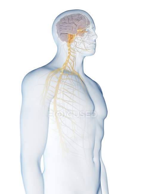 Абстрактный мужской силуэт с видимым мозгом и нервами нервной системы, компьютерная иллюстрация . — стоковое фото