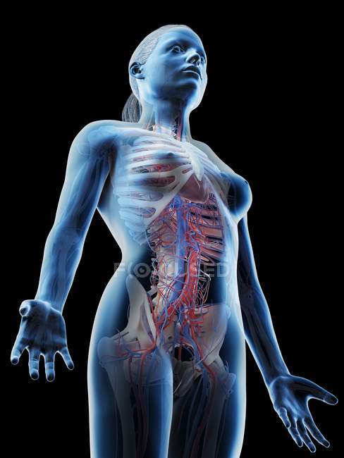 Sistema vascolare della parte superiore del corpo femminile, illustrazione del computer . — Foto stock