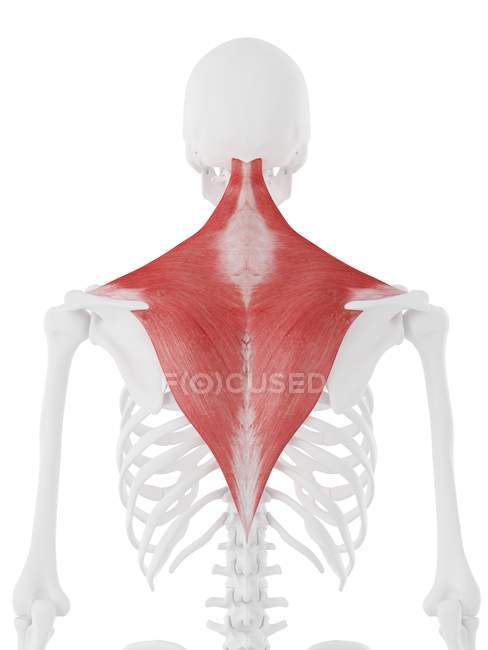 Modello di scheletro umano con muscolo trapezio dettagliato, illustrazione al computer . — Foto stock