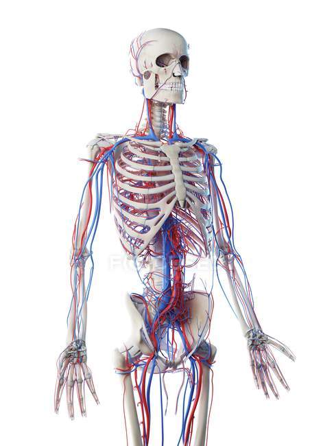 Männliche Anatomie mit Skelett und Gefäßsystem, Computerillustration. — Stockfoto